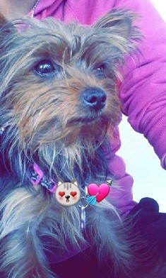 Tita es una perrita muy obediente y le encanta dormir debajo de las cobijas... es mu consentida